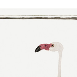 オオフラミンゴ / アートポスター縦長 動物 アニマル ヴィンテージイラスト クラシック 4枚目の画像