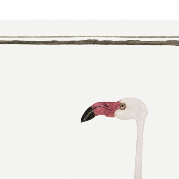 オオフラミンゴ / アートポスター縦長 動物 アニマル ヴィンテージイラスト クラシック 4枚目の画像