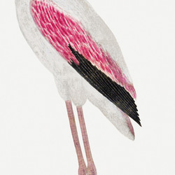 オオフラミンゴ / アートポスター縦長 動物 アニマル ヴィンテージイラスト クラシック 6枚目の画像