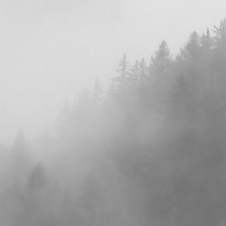 森と濃霧 / アートポスター 風景写真 アートプリント 自然 森林 forest foggy ミスト 白黒 モノクロ 3枚目の画像