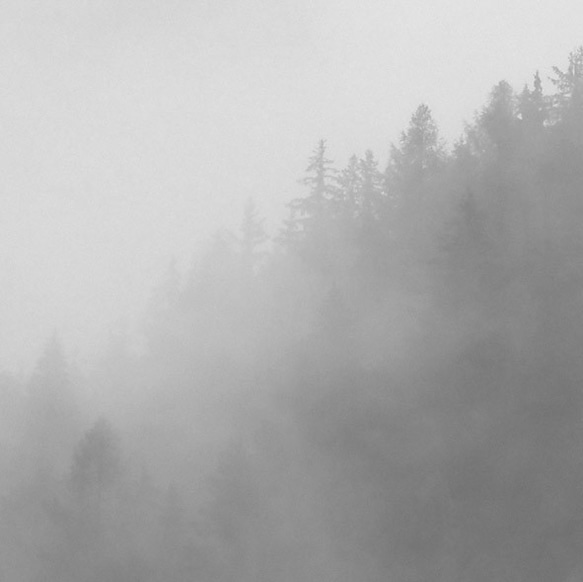 森と濃霧 / アートポスター 風景写真 アートプリント 自然 森林 forest foggy ミスト 白黒 モノクロ 3枚目の画像