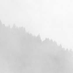 森と濃霧 / アートポスター 風景写真 アートプリント 自然 森林 forest foggy ミスト 白黒 モノクロ 4枚目の画像
