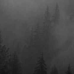 森と濃霧 / アートポスター 風景写真 アートプリント 自然 森林 forest foggy ミスト 白黒 モノクロ 5枚目の画像