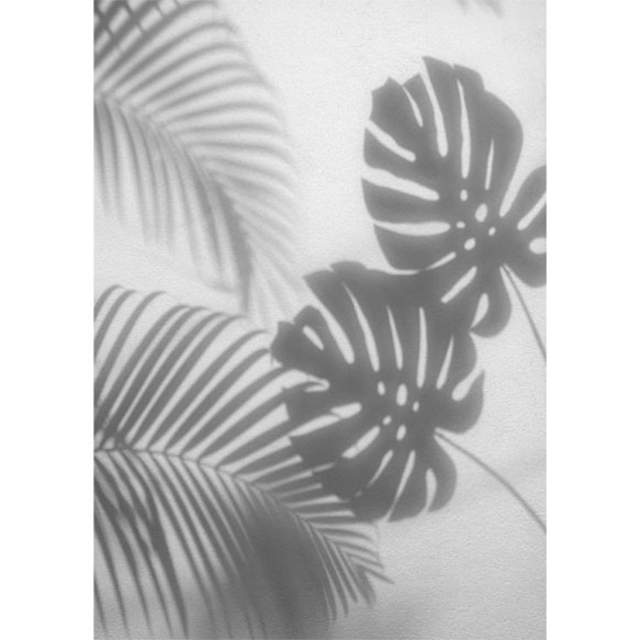 ヤシとモンステラの葉のシャドウ / モノトーン調 ポスター 写真 ミニマル 植物 パーム 影 3枚目の画像