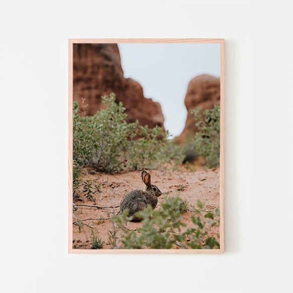 アーチーズ国立公園のウサギ / ポスター 写真 クリエイティブ 動物 自然 ユタ州 アメリカ うさぎ 2枚目の画像