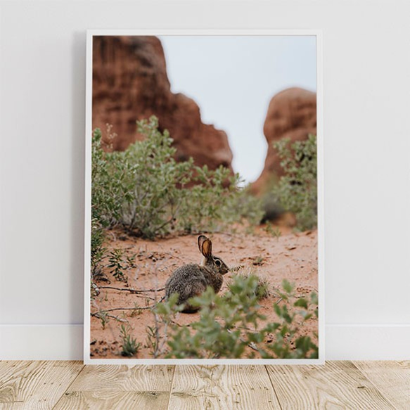 アーチーズ国立公園のウサギ / ポスター 写真 クリエイティブ 動物 自然 ユタ州 アメリカ うさぎ 3枚目の画像