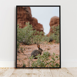 アーチーズ国立公園のウサギ / ポスター 写真 クリエイティブ 動物 自然 ユタ州 アメリカ うさぎ 4枚目の画像