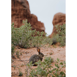 アーチーズ国立公園のウサギ / ポスター 写真 クリエイティブ 動物 自然 ユタ州 アメリカ うさぎ 6枚目の画像