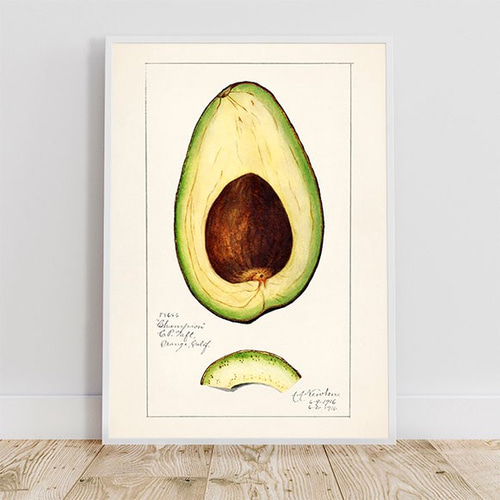 アボカドの断面 / ポスター 写真 ミニマル クリエイティブ 種 断面