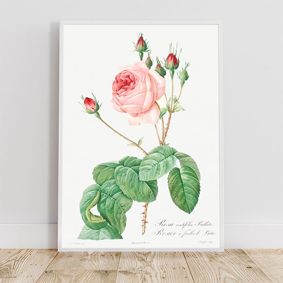 五月女政平「薔薇」油絵・F6号 絵画買取・販売の小竹美術