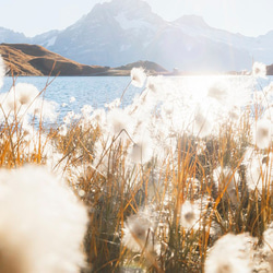 バッハアルプ湖 / アートポスター 風景写真 景色 山 自然 スイス アルプス山脈 アートプリント 横長 植物 4枚目の画像