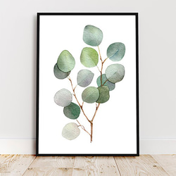 ユーカリ / アートポスター 水彩画 イラスト アートプリント A3 観葉植物 葉っぱ 枝 プラント ナチュラル 1枚目の画像