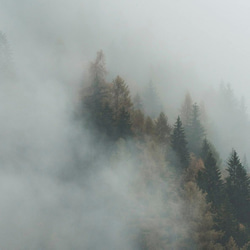 森と濃霧 / アートポスター 風景写真 アートプリント 2L～ 自然 森林 forest foggy 白黒 カラー 3枚目の画像