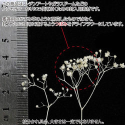  第3張的照片