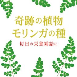 モリンガの種 50g 約200粒 モリンガ種子 栽培 家庭菜園 2枚目の画像