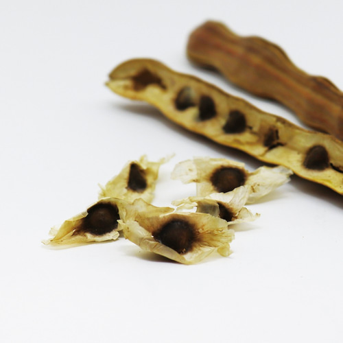 モリンガの種 50g 約200粒 モリンガ種子 栽培 家庭菜園 テラリウム 