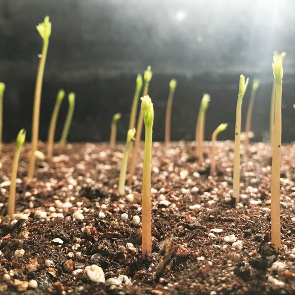 モリンガの種 50g 約200粒 モリンガ種子 栽培 家庭菜園 8枚目の画像