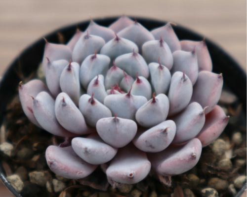 爪々～ 実生苗 ⭐️ラジョヤ×黒爪ザラゴーサ⭐️多肉 エケベリア 自作交配 爪々～ 実生苗 ⭐️ラジョヤ×黒爪ザラゴーサ⭐️多肉 エケベリア