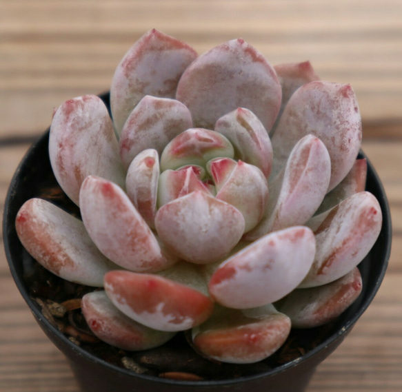 ★多肉植物　寄せ植え〜手作り　木製手押しカート　アイスクリーム屋さん〜★ ☆多肉植物 寄せ植え〜手作り 木製手押しカート アイスクリーム