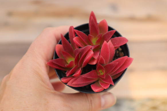 多肉植物 "カクレイ" 5枚目の画像