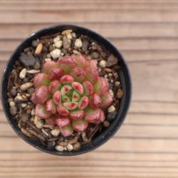 多肉植物 "ピンクルルビー" 3枚目の画像