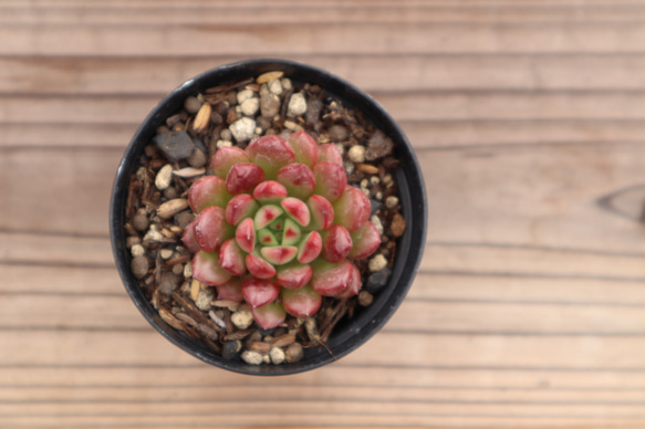 多肉植物 "ピンクルルビー" 3枚目の画像