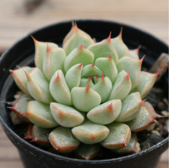多肉植物 多肉植物
