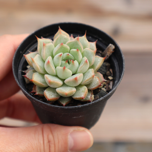 多肉植物 多肉植物