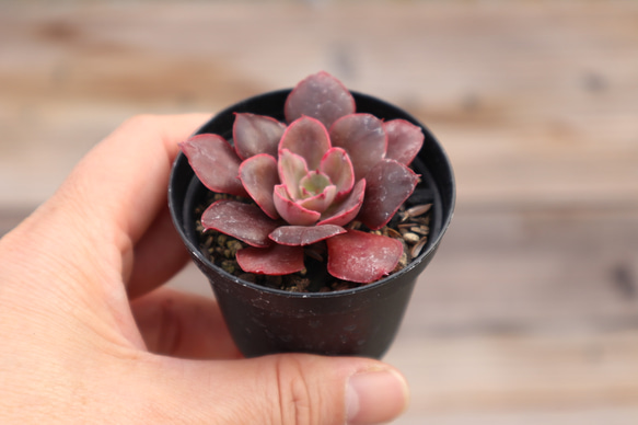 多肉植物 "あずき" 4枚目の画像