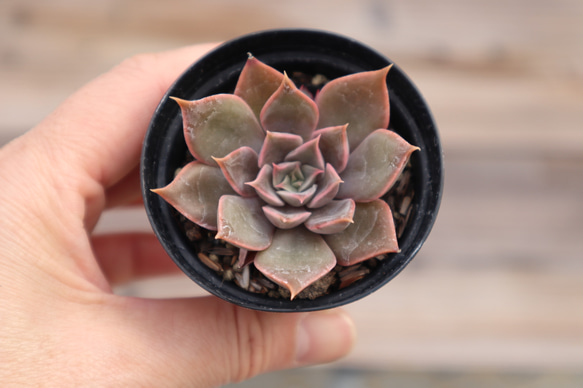 多肉植物 "メンサ" 5枚目の画像