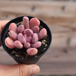 多肉植物 "トップシーデビー" 5枚目の画像