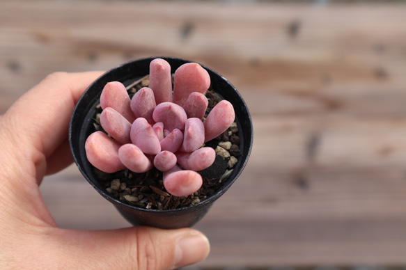 多肉植物 "トップシーデビー" 5枚目の画像