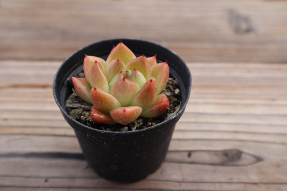 多肉植物 "石 英" 3枚目の画像