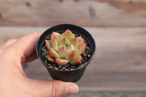 多肉植物 "石 英" 5枚目の画像