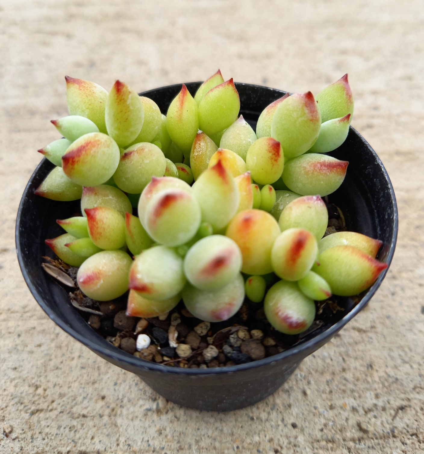 ペンデンス♡モリモリ♡多肉植物♡鉢ごと♡ 2025.5.23 . 紅葉は少しずつ覚めてきてるけど元気モリモリな多肉