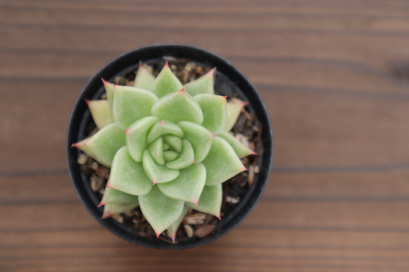 多肉植物 "レイメイ" 3枚目の画像