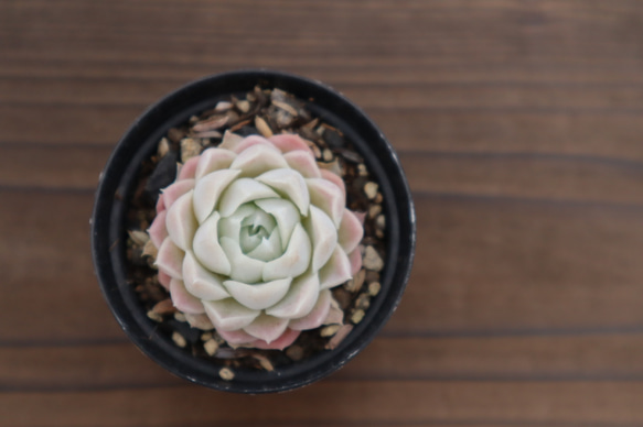 多肉植物 "月影の宵" 3枚目の画像