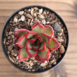 多肉植物 "ルブラ" 3枚目の画像