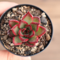 多肉植物 "ルブラ" 4枚目の画像