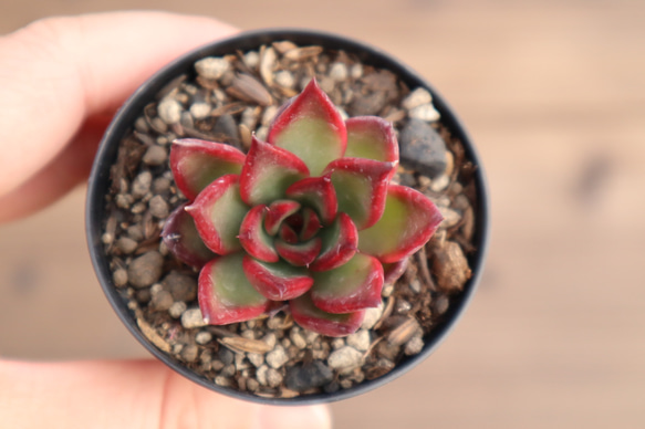 多肉植物 "ルブラ" 4枚目の画像