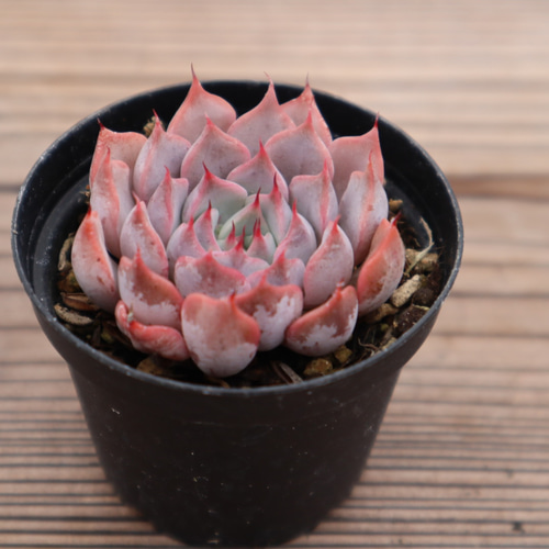 多肉植物　 ピンクザラゴーサ　抜き苗　美苗♪　エケベリア 多肉植物 ピンクザラゴーサ るる農園 : るる農園 - 通販 - Yahoo