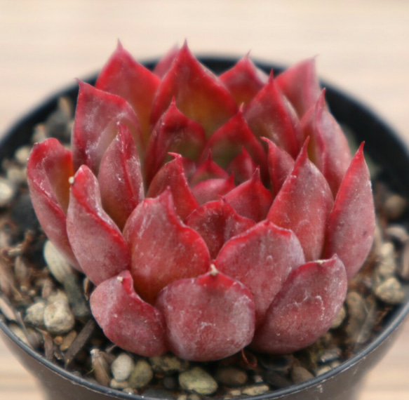 多肉植物 