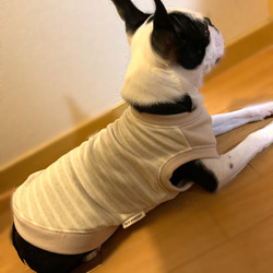 犬服　ナチュラルボーダー　タンクトップ　☆Mサイズ☆ 5枚目の画像