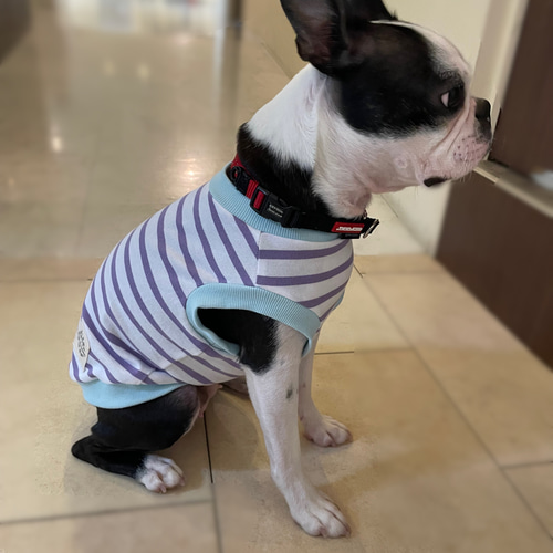 犬服 ボーダータンクトップ 水色×緑 ☆Mサイズ☆ ハンドメイド