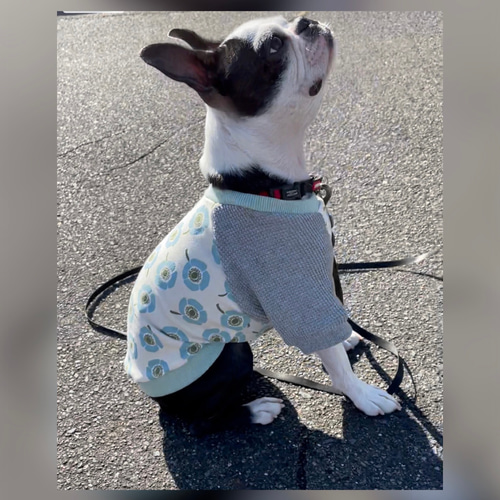 犬服 S わんこの普段着サークルフラワー