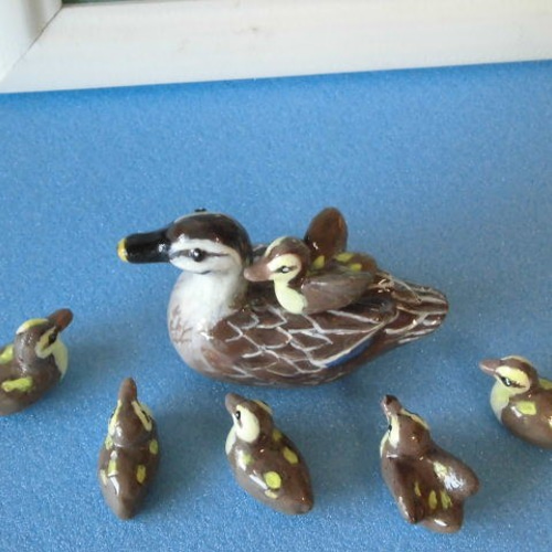 剥製カモ(コオリガモ雄)カモ目カモ科置物インテリア