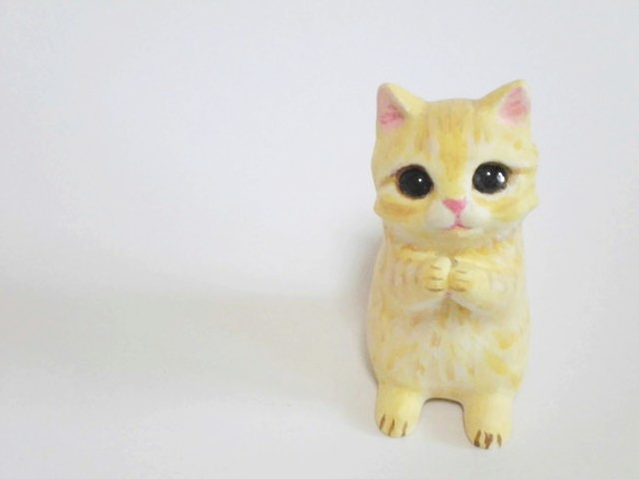 お願いポーズのマンチカン子猫 1枚目の画像