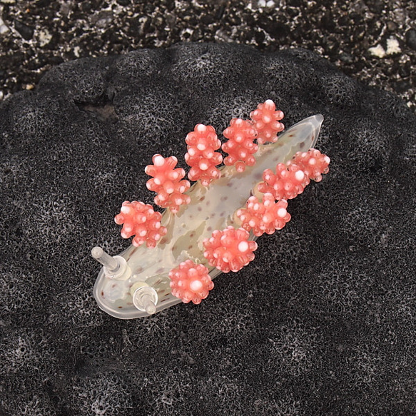 ヒメマツカサ５ 3枚目の画像