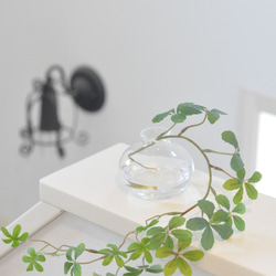 【マジカルウォーターアレンジ】シュガーバインのウォーターアレンジ☆clayガラス使用・観葉植物 4枚目の画像