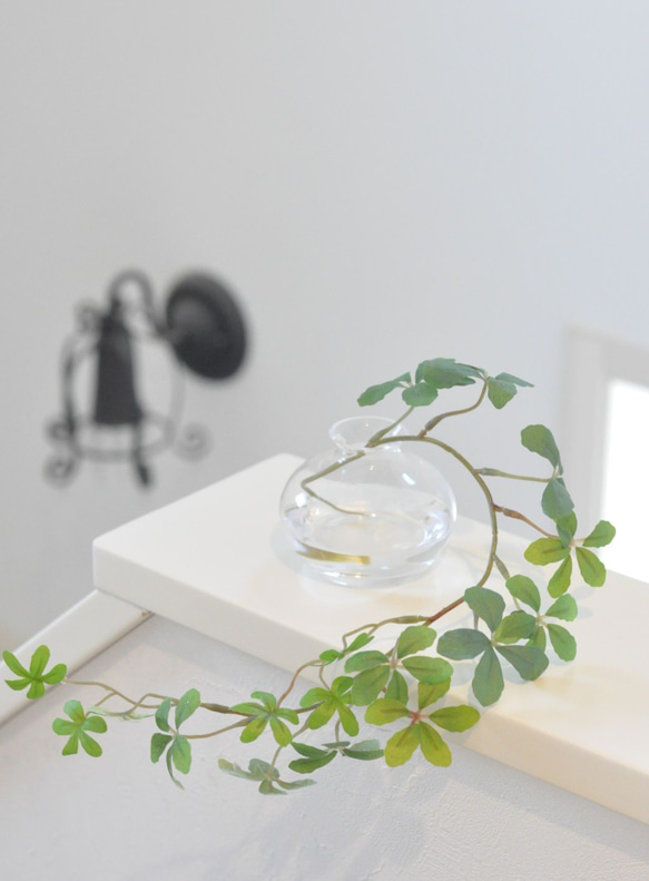 【マジカルウォーターアレンジ】シュガーバインのウォーターアレンジ☆clayガラス使用・観葉植物 4枚目の画像